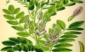 تصویر شیرین بیان 