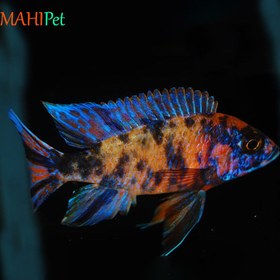 تصویر ماهی سیچلاید آلوانکارا 8 تا 10 سانتی متر 