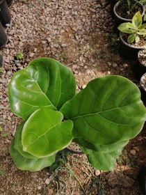 تصویر فیکوس لیراتا Ficus lyrata