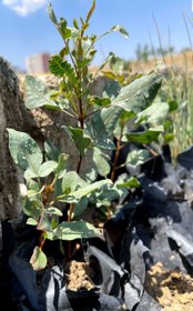 تصویر نهال پسته بادامی Pistachio seedling, from "badami-Zarand" cultivar