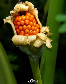 تصویر بذر گیاه باباآدم جاینت (3عددی) 