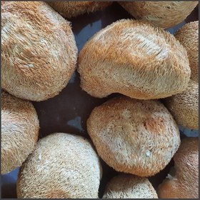 تصویر پودر قارچ یال شیر 