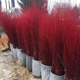 تصویر شاخه خشک بید قرمز 