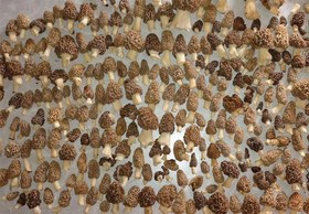 تصویر قارچ مورل یا مورچلا بسته ۵۰ گرمی morel mushroom dried