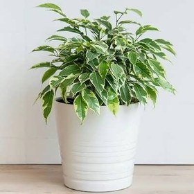 تصویر بذر فیکوس بنجامین 