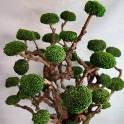 تصویر درخت جاودان ارتفاع ۱۲۰ سانتی‌متر 