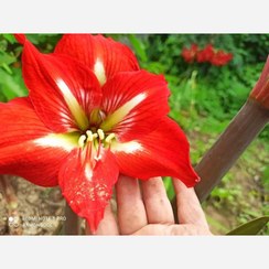 تصویر پیاز گل آماریلیس گل درشت 