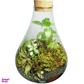 تصویر تراریوم گیاه طبیعی مدل پوپک 