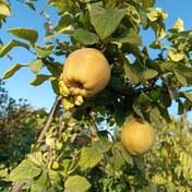 تصویر نهال به اصفهان 