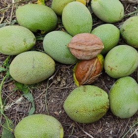 تصویر گردو بلغاری هیولا 