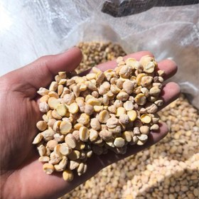 تصویر نخود لپه 