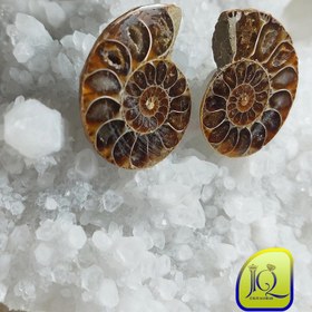 تصویر فسیل آمونیت جفت 