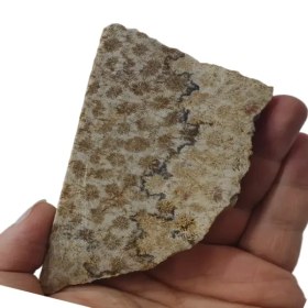 تصویر فسیل مرجان 