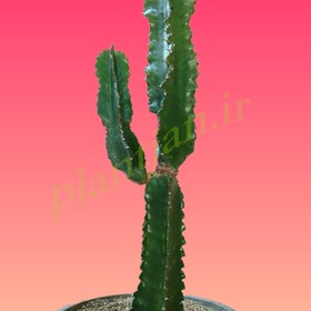 تصویر افوربیا اینگنس 