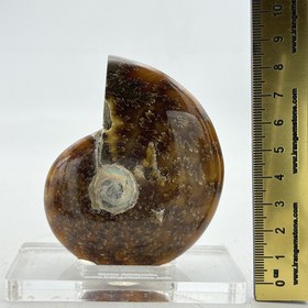 تصویر فسیل آمونیت دفع انرژی منفی fossil ammonite 