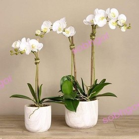 تصویر ست دوتایی ارکیده ORK14 