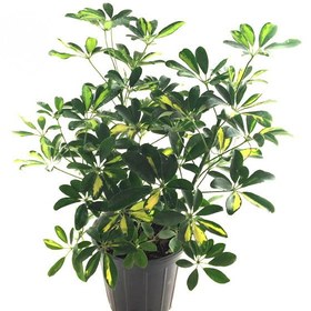 تصویر شفلرا متوسط 