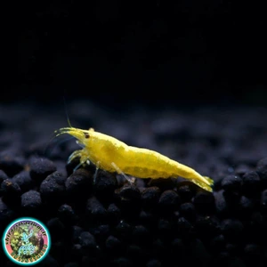 تصویر فروشگاه شیراز ویواریوم