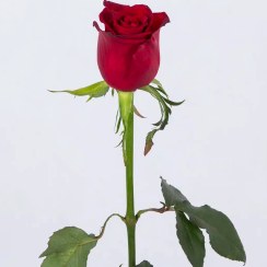 تصویر گل رز قرمز 