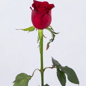 تصویر گل رز قرمز 