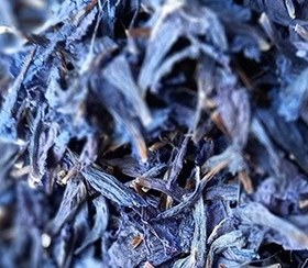 تصویر گل گاو زبان 