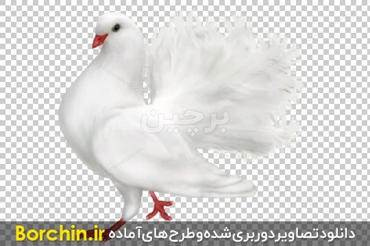 PNG PNG