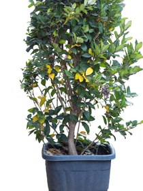 تصویر گیاه یاس هلندی 