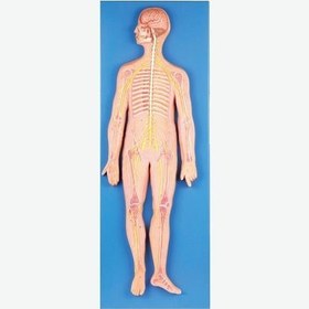 تصویر مولاژ دستگاه عصبی 