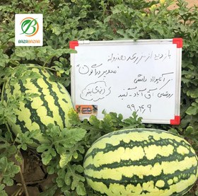 تصویر بذر هندوانه سوپر دراگون Super Dragon Watermelon Seeds