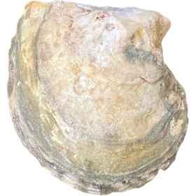 تصویر صدف کد 1170133 