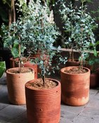 تصویر خرید گیاه اکالیپتوس برای طراحی محیط‌های خاص و منحصر به فرد 