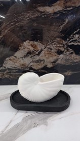 تصویر صدف حلزونی بزرگ sadaf halazuni