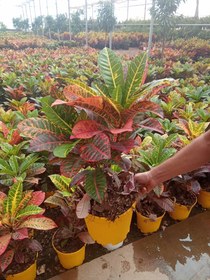 تصویر کروتن 