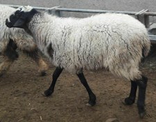 تصویر گوسفند آمیخته شال-رومانوف 