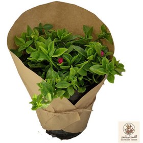 تصویر گیاه طبیعی ناز کد yt26 | کد: ZNB-810 