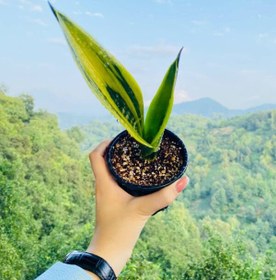 تصویر سانسوریا گلدفلیم ریشه بخت کیفیت مطابق تصویر Sansevieria