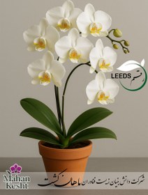 تصویر ارکیده فالانوپسیس رقم Leeds 