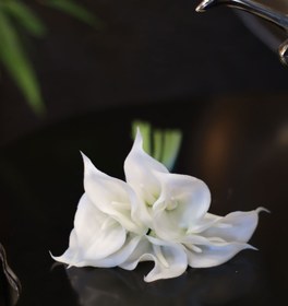 تصویر گل شیپوری 