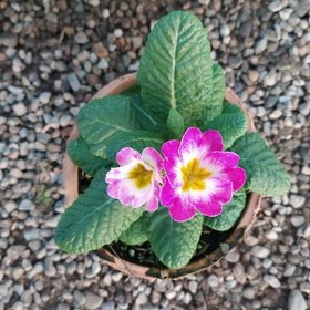 تصویر گل پامچال: Primula 