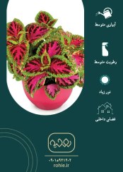 تصویر حسن یوسف - گـلـفـروشی آنـلایـن روحـیـه 