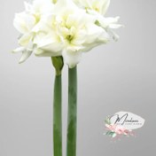 تصویر پیاز آمارلیس هلندی White Symphony White symphony Amaryllis