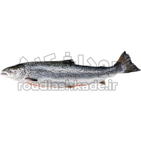 تصویر ماهی سالمون Salmon Fish