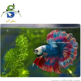 تصویر ماهی فایتر هافمون چند رنگ 