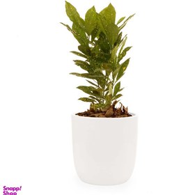 تصویر گلدان آکوبا ژاپنی 