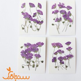 تصویر گل ژرانیوم (۱۰عددی) 