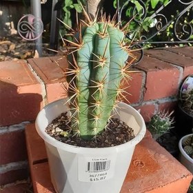 تصویر بذر کاکتوس آزروسرئوس هرتلینگیانوس 10 عددی 