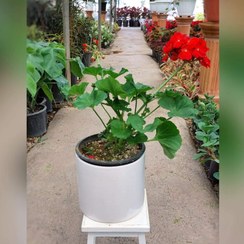 تصویر گیاه شمعدانی هلندی پر گل با گلدان سرامیکی 