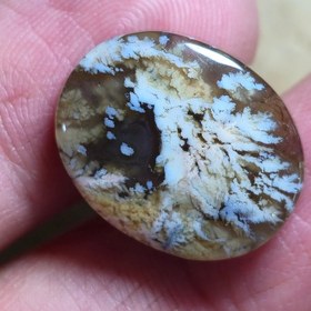 تصویر شجر پاییزه زیبا خاص 