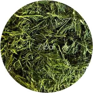 تصویر فروشگاه زیبار