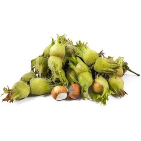 تصویر فندق تازه ۱ کیلوگرم 